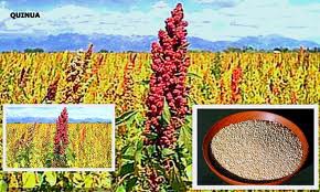 Exportaciones de quinua peruana sumaron más de US$30 millones en el 2012