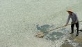 China: retiran de un río 100.000 kilos de peces contaminados
